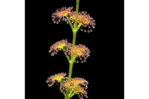 Rotyroya 50 Stück belaubte Sonnentau-Drosera-Samen, einfach zu züchten, Pflanzen, Garten, Balkon, Hinterhof-Dekor Drosera-Samen
