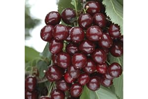 YouGarden Compact Sweet Cherry 'Porthos', Established 50cm Tall Bush, Supplied in a 3L Pot, Ideal for Small Gardens & Patios, Grow Your Own Cherry Tree in Your Garden