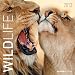 Wildlife, Broschürenkalender 2013 by