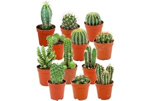 ZynesFlora Cactus Naturelles en pot de fleurs Ø 5.5 cm - Lot de 12 - Hauteur: 5-10 cm - Mélange de Cactus Plantes Grasses Petite Variétés Diverses Plante d'Intérieur