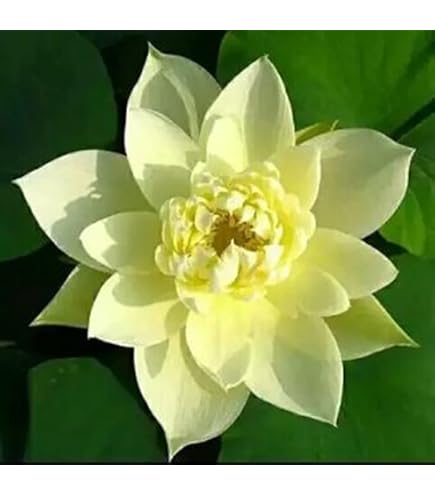 Semi Di Fiori Di Loto - 100 Pezzi, Colorati, Per Giardino, Balcone O Interni, Facili Da Coltivare - Foto 8