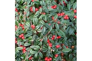 COTONEASTER Repens by Sycamore Trading. Dense, Low-Growing, Evergreen Shrub, Superb as groundcover. (3)