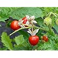 Comment Cultiver La Morelle De Balbis (Solanum Sisymbriifolium - Foto 6