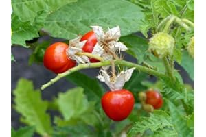 GROW YOUR SECRET GARDEN Litchi Tomato 10 Seeds, Morelle De Balbis (Solanum sisymbriifolium)- Sweet Fruits All Summer Long