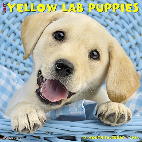 Download Just Yellow Lab Puppies 2018 Calendar
