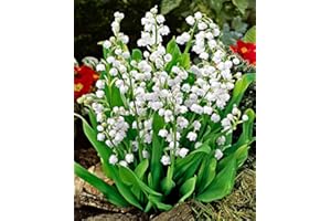 FLORIANA-BULBOSE 10 Rizomi di Mughetto (Convallaria majalis) (10)