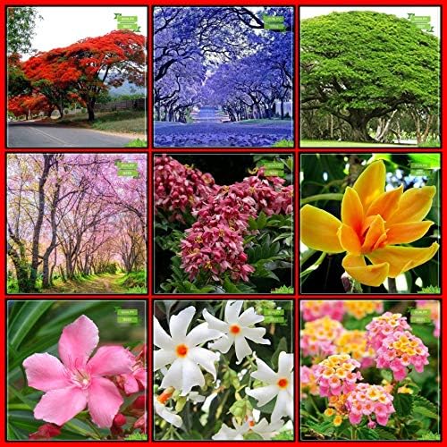 Creative Farmer Seeds Combo Tree Seeds : Blue Jacaranda, Flame Tree, Raintree, Himalayan Cherry, Champak, Cassia Javanica, Indian Oleander, Coral Jasmine, Lantana Fruit Seeds For Home Garden