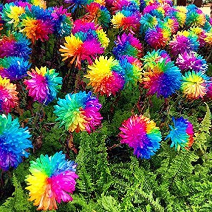 25x Bunte Blumen Samen Regenbogen Saatgut Blumensamen Hingucker Pflanze Blumen Rarität Garten Neuheit #94 - 2