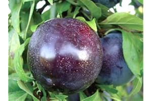 VEG SRLS ALBERO DI SUSINO SIMILE-PRUNUS DOMESTICA- NERO 'BLACK AMBER'- pianta vera da frutto da esterno Ø 19 cm - h 150 cm