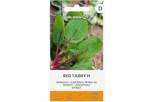 ŽALIA STOTELĖ Zalia stotele | ESPINACA - RED TABBY H Semillas | Semillas de Hortalizas | Semillas de espinaca | semillas de plantas | semillas de jardín | 1 paquete