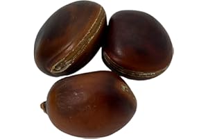 HOSTENATURA Seme Occhio di Bue Brasiliano Amuleto contro l'invidia, la Negatività e il Male Occhio di Ostenatura Olho de BOI - 1 Unità - Prezzo per Unità