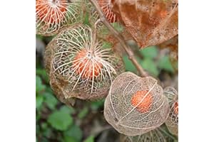 PERZOE 50Pcs Physalis Peruviana Cape Gooseyberry, Semillas de plantas de cereza de invierno de tomate de cáscara Semillas de Physalis Peruana