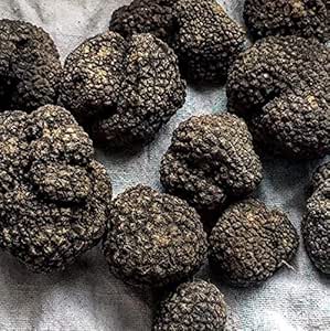 Tuber aestivum Black Tr&uuml;ffel Frische Pilze 30 g