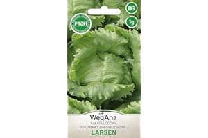 WegAna Semillas de Lechuga Iceberg Larsen 1g, Lechuga Iceberg Verde Robusta, Semillas de Hortalizas, Cultivo de Semillas, Semillas para Invernadero