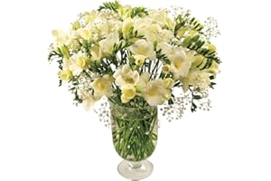 Sendabunch Fresh White Freesia Bouquet 30 Scented Stems with Gypsophila Included - Hand-Picked Channel Island Flowers for Birthdays, Anniversaries & Special Occasions