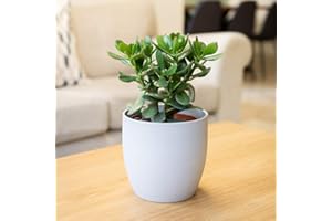 Plant Theory 15cm Jade Plant Crassula Ovata Indoor House Money Plant Easy Care 12cm Pot
