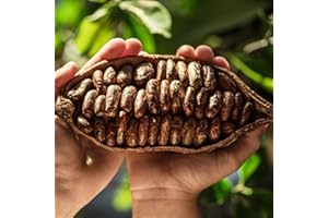 BRKENT 150 kakaobaum samen Cacao winterharte pflanzen für balkon gartenpflanzen winterhart mehrjährig bonsaibaum kletterpflanzen extrem winterharte kübelpflanzen