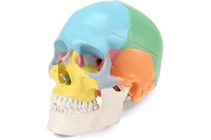 Ronten Schädel Modell, anatomisches Modell, bemalter medizinischer Totenkopf, 3-teilig, abnehmbare Totenkopfkappe und beweglicher Kiefer