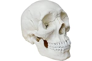 CRANSTEIN SCIENTIFIC Cranstein Cranio per osteopatia | 15-22 pezzi | didattico | Studi e formazione medica | Modello di anatomia del cranio | Modello del cranio (bianco)