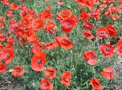 Klatschmohn - Flander-Mohnblume - Mohn American Legion - Blume - 6000 Samen