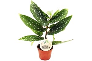 Exotenherz Engelsflügel-Begonie - Begonia Angel Wings - grüne Blätter - Mini-Pflanze im 5,5cm Topf