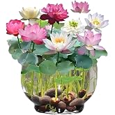 Serdar &Ccedil;am Tohumculuk 5 Adet Tohum Nadir Karışık Uzak Doğu Kutsal Karışık Lotus &Ccedil;i&ccedil;eği Tohumu Stokla Sınırlı Tohum, 10448gh88