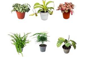 I Giardini di Giulia | Kit 6 plants verts pour Terrarium Fai-da-Te | Fittonia Rouge et Blanc, Fougère, Lierre, Mini Calathea | Plantes Vives d'intérieur (avec Nepenthes Mini)