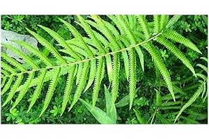 Cyclosorus aridus - fougère - 100 graines