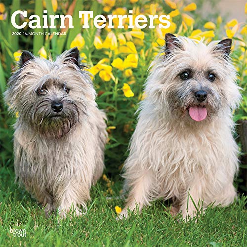 Cairn Terriers - Cairn Terrier 2020 - 16-Monatskalender mit freier DogDays-App: Original BrownTrout-Kalender [Mehrsprachig] [Kalender] (Wall-Kalender)