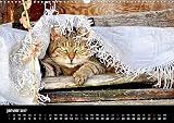 Image de Les chats de Saint-Pierre : Les chats de gouttière en mode survie. Calendrier mural A3 horizontal
