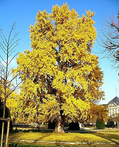 10 Große-Frische Ginkgo Samen -Ginkgo biloba- ***Kann über 1000 Jahre alt werden und 40 Meter hoch***
