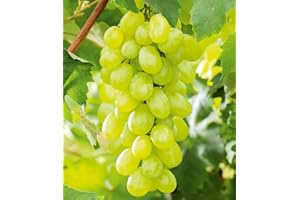 BALDUR Garten Seedless table grapes 'New York®', 1 plant, vines, vitis vinifera, hardy, perennial, vitis vinifera, climbing plant, edible fruit