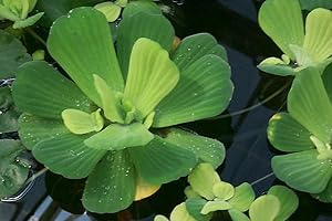 Mühlan Aquatic Plants 3 pcs. large pistia stratiotes for pond, against algae