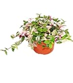 Efeu - Hedera - 9cm Topf - Zimmerpflanze : Amazon.de: Garten