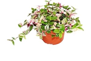 Exotenherz Exotenherz Dreimasterblume Tradescantia quadricolor pflegeleichte hängende Zimmerpflanze 12cm Topf