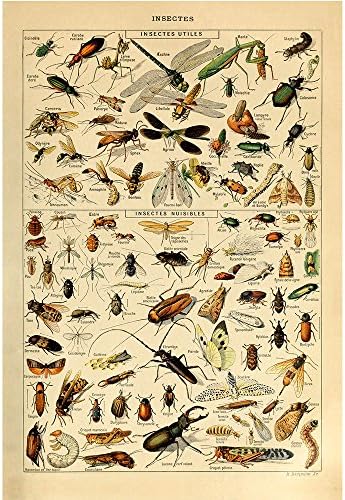 Vintage Poster Print Art Insects Identification Reference Collection Entomology Diagram Chart Decor20.87'' x 31.50''