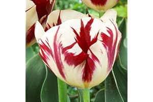 COOTO 5x Bulbos de Tulipanes Bulbos de flores primavera Tulipanes Bulbos Flor de Bulbo Tulipán triunfo Grand Perfection