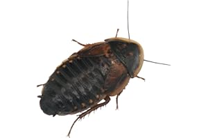 ANT DIMENSION Cucaracha Argentina (Blaptica dubia) - Alimento Vivo Nutritivo para Reptiles y Anfibios (S / 50)