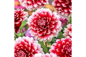 BOTANICAL BLISS 1 Dahlia Fubuki Red & White – Extra Large Perennial Bulb – Stunning, Radiant Blooms for Your Garden – Perfectly Grown for UK Climate