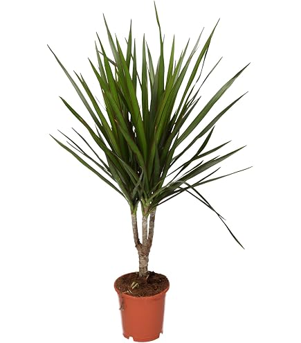 Ideales Pflanzengeschenk frs Zuhause oder das Bro - Draceana Madagascar  Drachenbaum im 13 cm Topf : Amazon.de: Garten