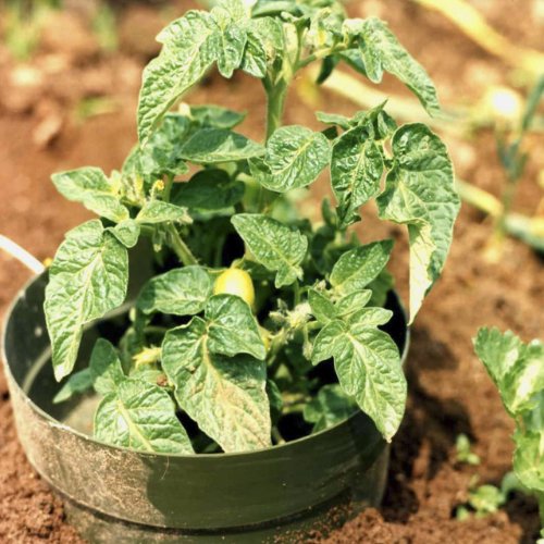 AQUARING 10-er Set, Ø 20 cm grün - 3