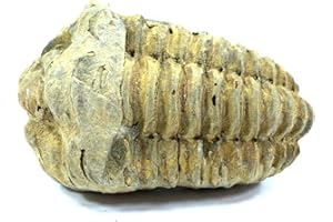 GEOFOSSILS Calymene Trilobite Fossil