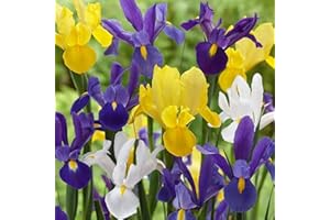 FLORIANA-BULBOSE Bulbi da Fiore (25 X Iris hollandica MIX)