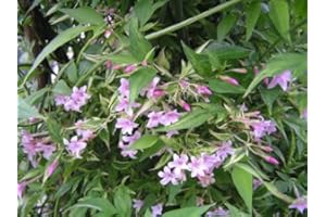 COUNTRY CLIMBERS & GARDEN FAVOURITES Jasmine stephanense climbing plant pink scented flowers through summer grown in 1 litre pot on tripod of 60cm canes. Popular with bees.