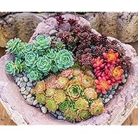 Sedum Mischung - min. 300 Samen