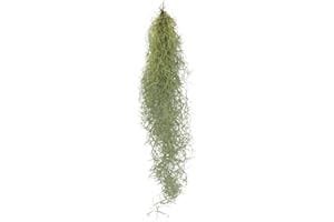 Exotenherz - Pelo de hadas - Musgo Louisiana - Tillandsia usneoides - Tillandsie colgante - aprox. 30-40 cm de largo - fácil de limpiar