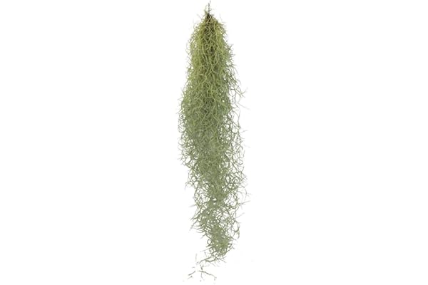 Exotenherz - Cheveux de fée - Mousse de Louisiane - Tillandsia usneoides - Tillandsie suspendue - env. 30-40 cm de long - facile d'entretien