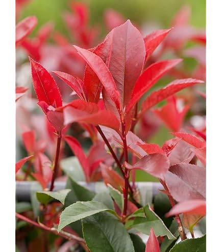Photinia villosa 60100 cm  Winterhart, Mehrjhrig, Pflegeleicht   Japanische Glanzmispel  Heckenpflanze fr Garten & Sichtschutz :  Amazon.de: Garten