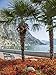 Produktbild Artland QualitätsbilderWandbilder Selbstklebende Wandfolie 30 x 40 cm Landschaften Europa Italien Foto Bunt B7TZ Gardasee Prächtige Uferpromenade in Limone Sul