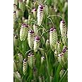 25 Briza Maxima Ornamental Grass Seeds - Greater Quaking Grass - 25 Seeds